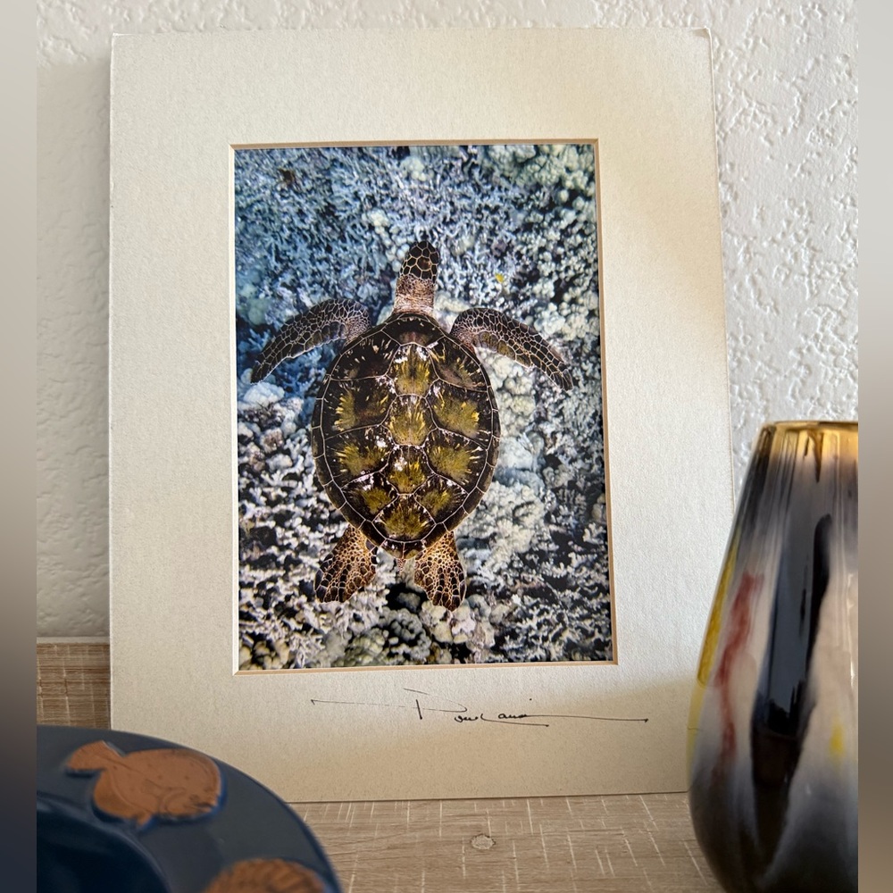 Hawaiian Green Sea Turtle Signed Photograph with Cream Mat